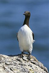 Common Murre